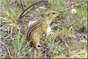 Photo: Thirteen Lined Ground Squirrel 01a LowRes