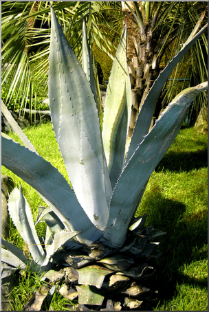 Photo: Agave Plant 01 HiRes