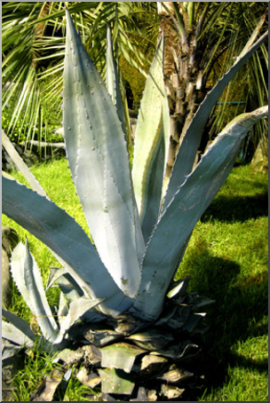Photo: Agave Plant 01 LowRes
