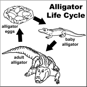 Clip Art: Alligator Life Cycle B&W