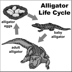 Clip Art: Alligator Life Cycle Grayscale