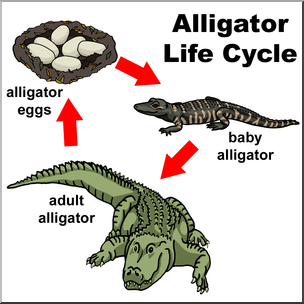 Clip Art: Alligator Life Cycle Color