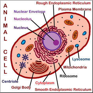Clip Art: Cells: Animal Labeled Color