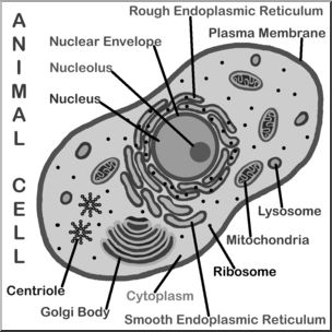 Clip Art: Cells: Animal Labeled Grayscale