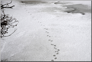 Photo: Animal Tracks In Snow 02 HiRes