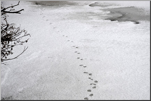 Photo: Animal Tracks In Snow 02 LowRes