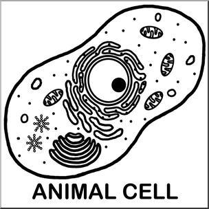 animal cell unlabeled