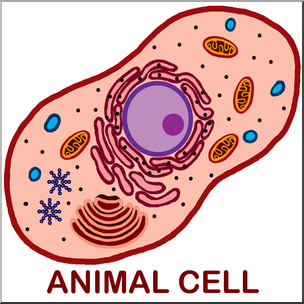Clip Art: Cells: Animal Unlabeled Color