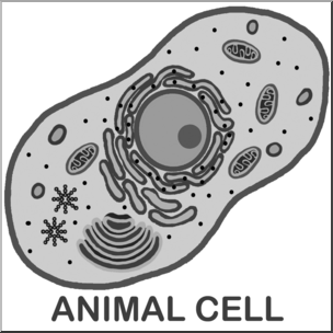 Clip Art: Cells: Animal Unlabeled Grayscale