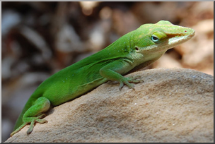 Photo: Anole Lizard 01 LowRes