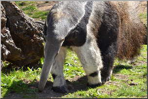Photo: Giant Anteater 01 HiRes