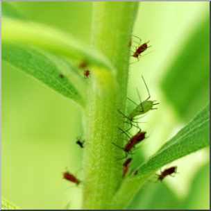 Photo: Aphids 01b LowRes