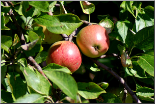 Photo: Apple Tree 02a HiRes