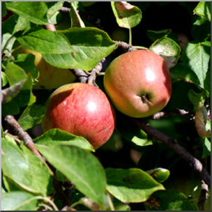 Photo: Apple Tree 02b LowRes
