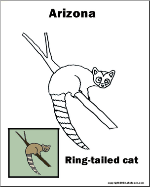 Arizona: State Animal – Ring-tailed Cat