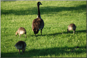 Photo: Baby Geese 01 HiRes