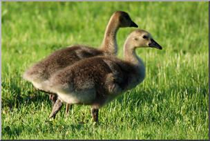 Photo: Baby Geese 02 LowRes