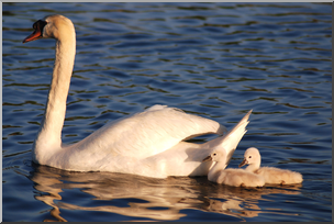 Photo: Baby Swans 01 HiRes