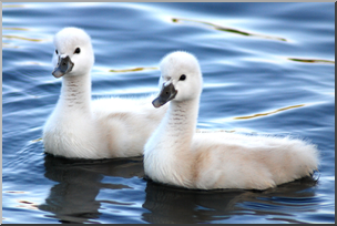Photo: Baby Swans 02 HiRes