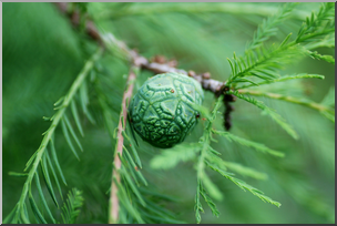 Photo: Bald Cypress Pine Cone 01a HiRes