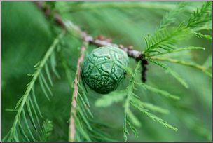 Photo: Bald Cypress Pine Cone 01a LowRes