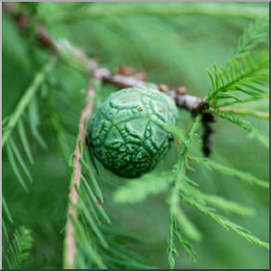Photo: Bald Cypress Pine Cone 01b LowRes
