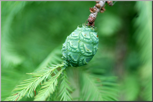 Photo: Bald Cypress Pine Cone 02a HiRes
