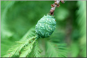 Photo: Bald Cypress Pine Cone 02a LowRes