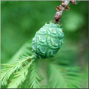 Photo: Bald Cypress Pine Cone 02b LowRes