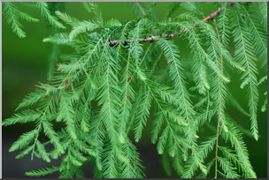 Photo: Bald Cypress Pine Needles 01 HiRes