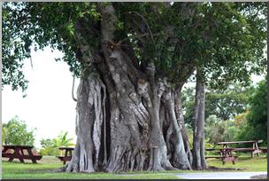 Photo: Banyan Tree 01 LowRes