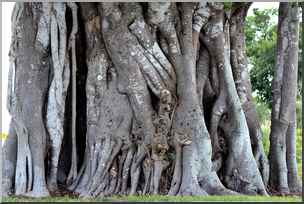Photo: Banyan Tree 02 HiRes