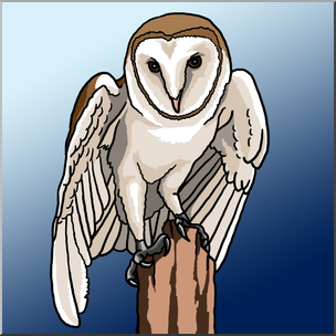 Clip Art: Barn Owl Color 1