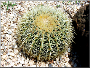 Photo: Barrel Cactus 01a HiRes