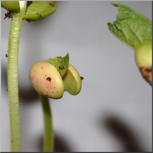 Photo: Bean Plant 05 HiRes