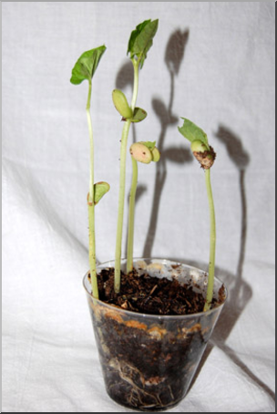 Photo: Bean Plant 04 LowRes