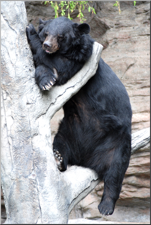 Photo: Bear: Black Bear 01 HiRes