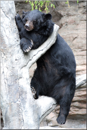 Photo: Bear: Black Bear 01 LowRes