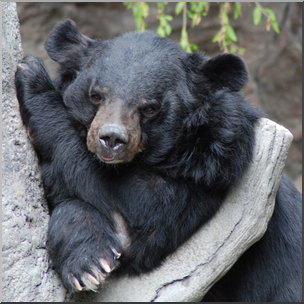 Photo: Bear: Black Bear 02b HiRes