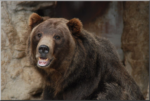 Photo: Bear: Grizzly 01a LowRes