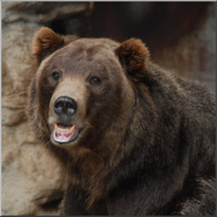 Photo: Bear: Grizzly 01b LowRes