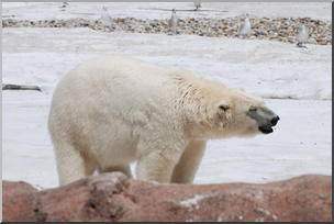 Photo: Bear: Polar Bear 01 LowRes