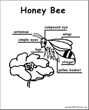 Animal Diagrams:  Bee  (labeled parts)
