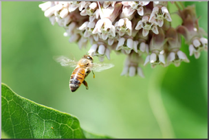 Photo: Bee and Milkweed 01a LowRes
