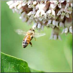 Photo: Bee and Milkweed 01b HiRes