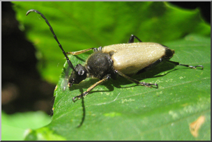 Photo: Beetle 01 HiRes