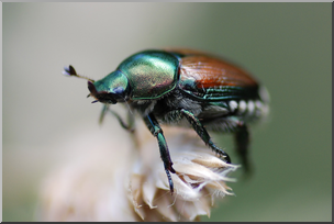 Photo: Beetle 02a HiRes