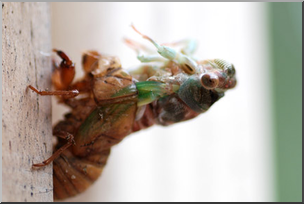 Photo: Cicada 02a LowRes