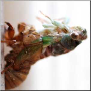 Photo: Cicada 02b LowRes