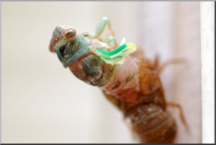 Photo: Cicada 03a LowRes
